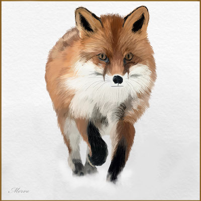 digital art northern-fox in snow sketch